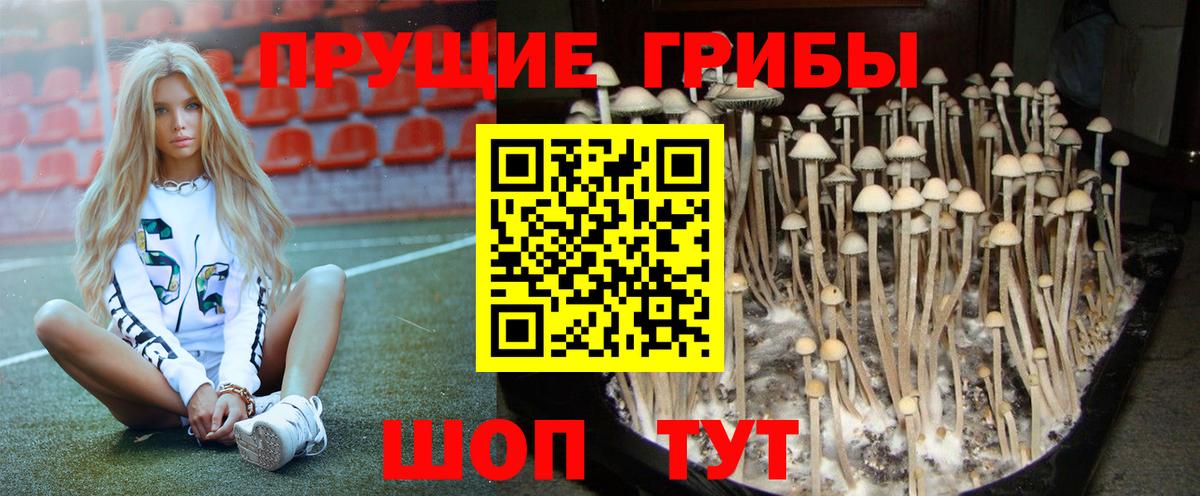 где можно купить   Вход с VPN  Йошкар-Ола  Галлюциногенные грибы Psilocybine cubensis 